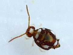 Katiannina macgillivrayi (Collembola) from the USA
2009.05.08 © Loser, I.