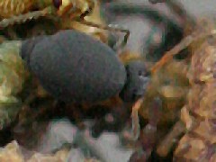 Sminthurinus atrapallidus (Collembola) from the USA
2006.02.25 © Schimming, L.