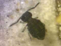 Sminthurinus atrapallidus (Collembola) from the USA
2009.04.08 © Zungri, D.