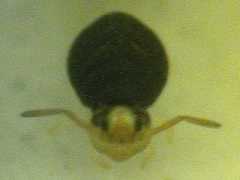 Sminthurinus minutus (Collembola) from the USA
2009.04.11 © Zungri, D.