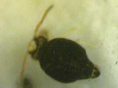 Sminthurinus minutus (Collembola) from the USA
2009.04.11 © Zungri, D.