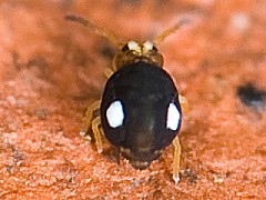 Sminthurinus trinotatus (Collembola) from Belgium
2008.06.09 © Vuijlsteke, M.