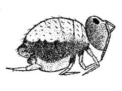 Arrhopalites gloriosa (Collembola) from Australia
After Womersley H, 1937 Fig.1m