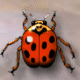 Kewl Ladybug Graphic