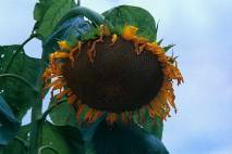 Giant Sunflower - Future Bird Food
