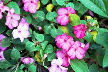 I think these are Vincas - sorry Mom I guess I wan't listening.
