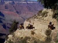 Mule riders