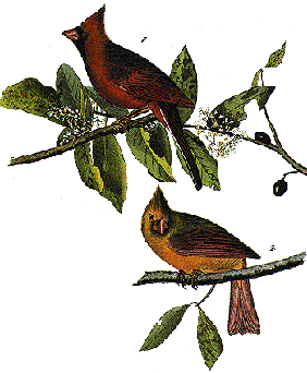 Cardinals, NC State Bird