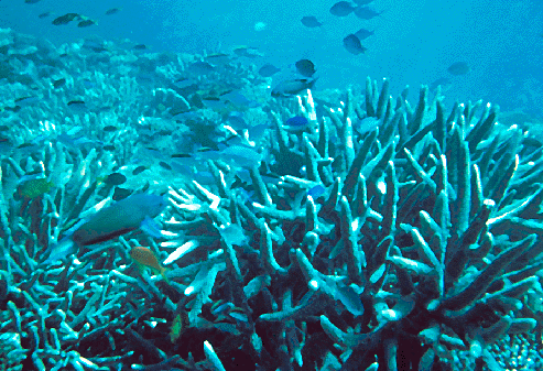 Fish and corals on Heron Reef