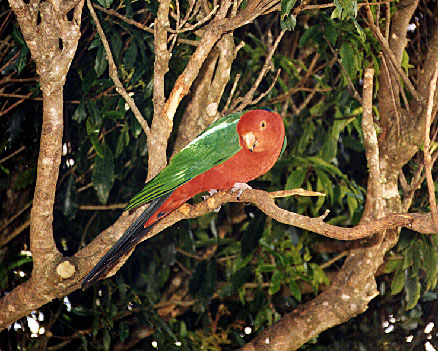 King Parrots decorate the foliage like strange Christmas ornaments--photo 9/98, DQ.