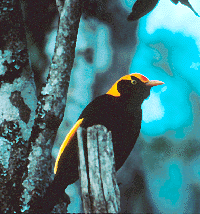 The regent bowerbird is the icon of O'Reilly's Guesthouse.