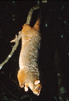 A ringtail possum travels the trees by night.