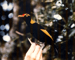 A regent bowerbird is tempted by a cookie.