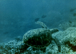 A green sea turtle cruises Heron reef.