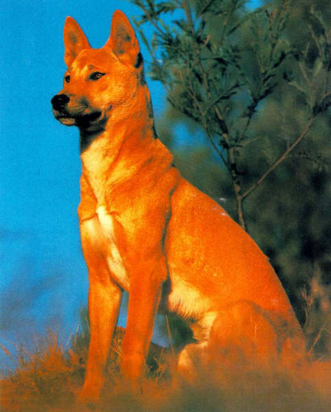 Dingo