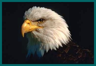 Eagle