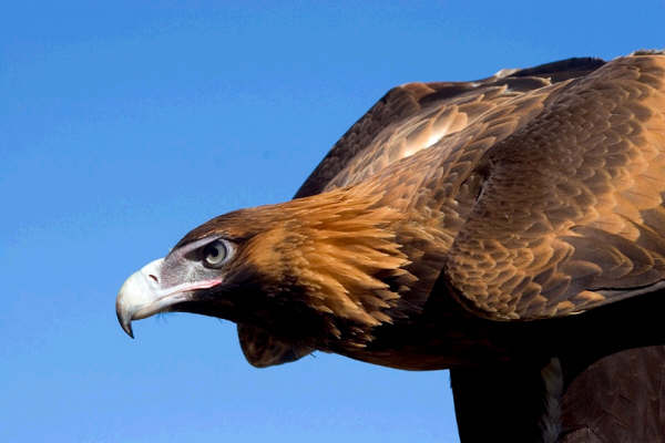 Wedgetail Hawk