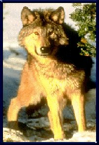 wolf stalking