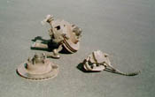 Front spindle, caliper and rotor from '78 Granada