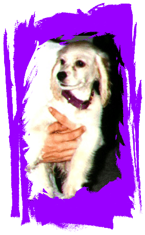 Gypsy as a puppy
