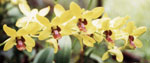 ornamental plants