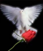 A dove for Aaliyah