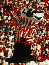 Bucky Badger