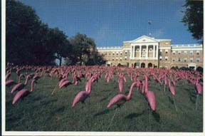 One of their pranks, on beautiful Bascom Hill, the front of the postcard