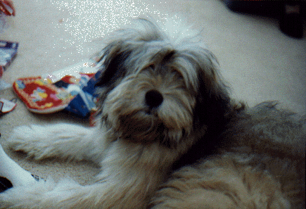 My dog Sadie