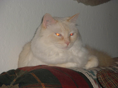 Purrdicus Clawdius Agrippa