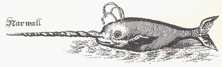 Narwhall