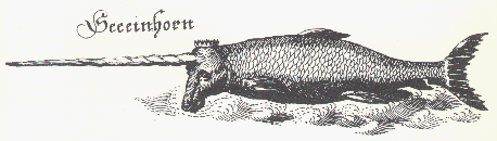 Seeinhorn