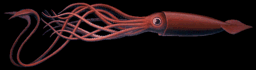 Calamari
