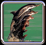 Visitor Morph