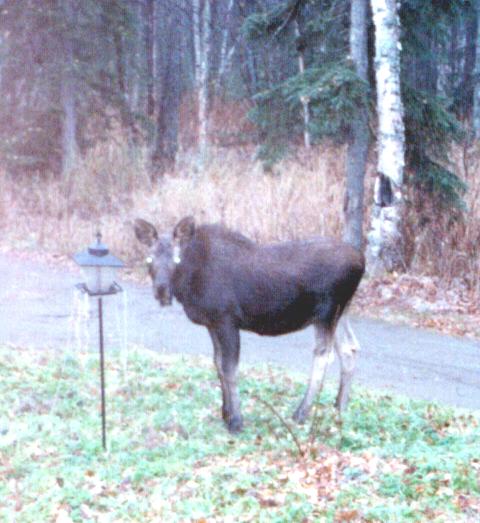 I tried to get a picture of her on her front knees with her behind in the air while she was munching the pansies, but she heard me coming.