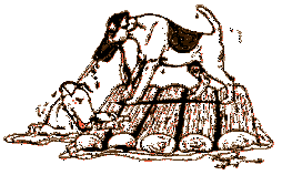 Fox Terrier Rescue