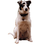 Skeeter My Virtual Dog