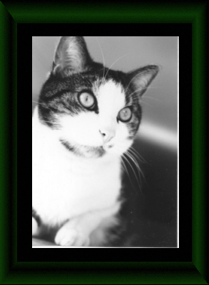 My familiar