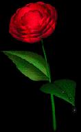3d-rose-image