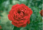 carnation.jpg (6881 bytes)