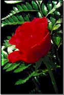 A rose he gave me when he missed me...