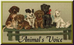 Visit the
Animal's Voice HomePage and join the ring!
