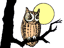 The NightQQwl