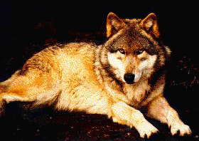 The Wolf