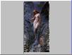 wood-nymph