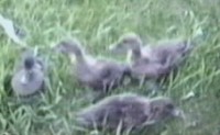 Our ducks in the backyard