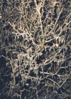 Buisson couvert de glaons