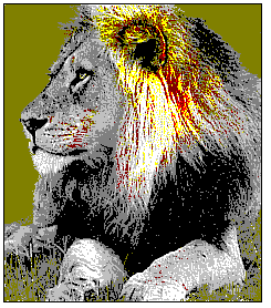 Lion