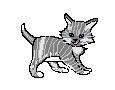 Kitten