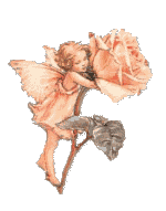Apricot Faerie
